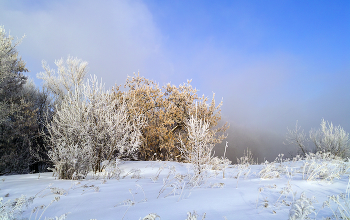 Морозное февральское утро / Краски зимы
