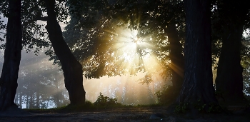 В старых липах..... / Петербург. Осиновая Роща. Август