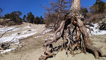 Ползущие деревья. / Байкал.