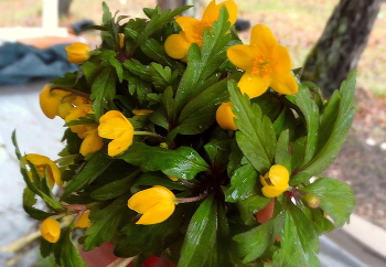 Первые весенние цветы / Всех девушек и женщин поздравляю с праздником 8 Марта! Желаю мира, добра, любви, и много улыбок!