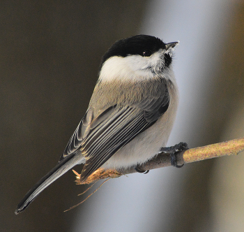 Пухляк. / Буроголовая гаичка - Parus montanus. Синицевые (Paridae) - (3 рода, до 60 видов) семейство воробьиных. В России обитают 10 видов рода Parus, различающиеся размерами, деталями окраски и местами обитания.