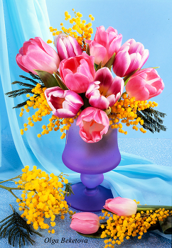 &nbsp; / тюльпаны, мимоза