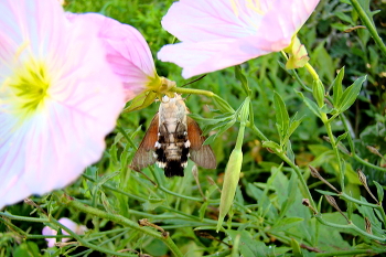 Бражник / Бражник языкан Macroglossum stellatarum