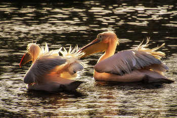 Перья веером / ***