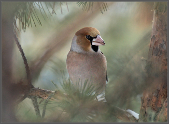 В чащобе / Дубонос. У нас они очень пугливые - подловить так, чтобы был виден целиком, почти никогда не получается