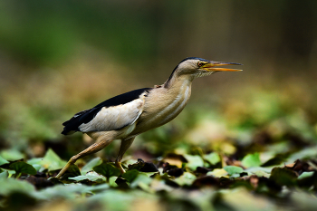 Малая выпь / Самец малой выпи.