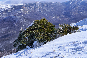 Крымская сосна* / Крым. Чатыр-Даг