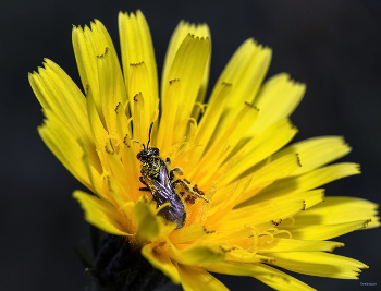  / Пчела Панург шпористый (Panurgus calcaratus). Самка..