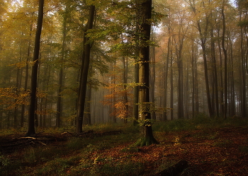 Солнечное утро / Осеннее утро в лесу.