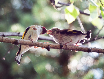 Кормление щеглёнка / ***