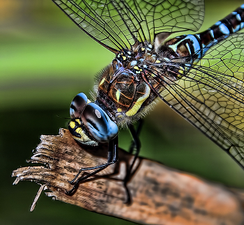 "Монстр" / ***