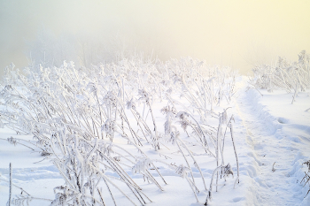 В морозный туман / Зимние рассветы