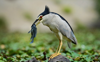 С уловом. / Кваква или ночная цапля.