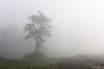 &nbsp; / Baum im Nebelmeer