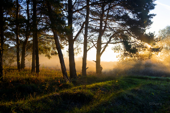 Сосны. / На краю леса.