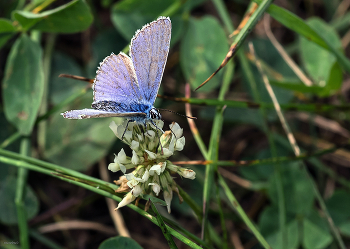 &nbsp; / Голубянка Икар (Polyommatus icarus). Самец