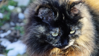 Муся зимой / Несмотря на снег и мороз мои животинки ждут моего возвращения после съёмок