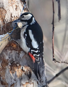 Большой пестрый дятел / Большой пестрый дятел