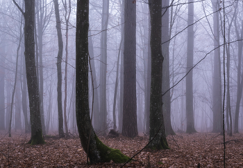 В рассветном тумане / утренний лес