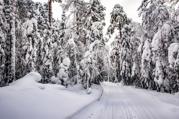 Задумчивый лес, разодетый в наряд белоснежный / После снегопада