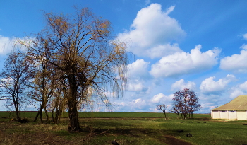 У поля / Поле,деревья, небо голубое, облака