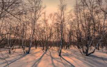 Февраль в берёзовой роще. / ...