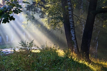 Утренние диагонали...... / Петербург. Парголово. Август