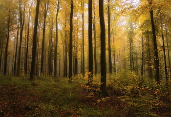 Осень / Утро в осеннем лесу