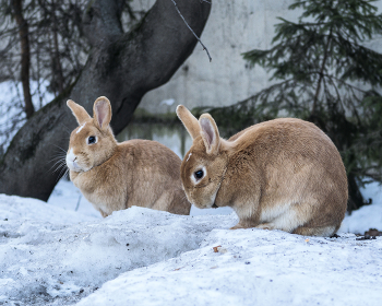 Неразлучные / Кролики на тающем сугробе
