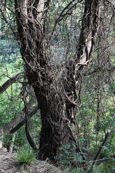 Мудрость / ***