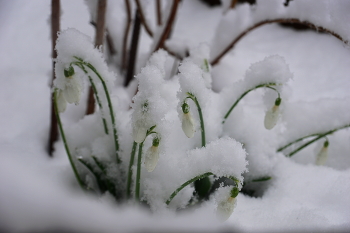 Снова пушистые зайчики / К утру под тяжестью непрерывно падающего снега цветы сломались