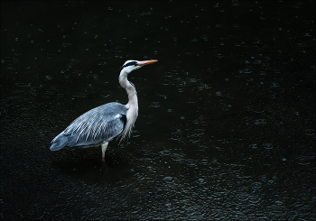 В Киото дождь (3) / ***