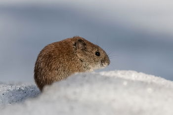 Мышь... не компьютерная. / ***
