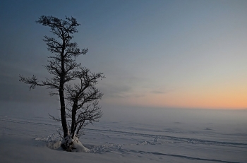 В вечернем тумане...... / Петербург. Комарово. Февраль