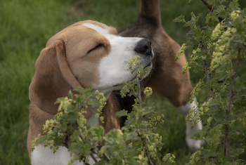 Запах весны / ...
