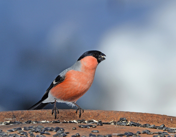 &nbsp; / весна, птицы