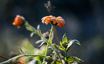Календула в сахаре / Первые заморозки