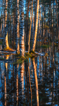 Весеннее половодье в лесу / Апрельский воздух на рассвете. Берёзы в тёплом освещение первых лучей. 
Из фотопроекта «Магия Ленинградской области».