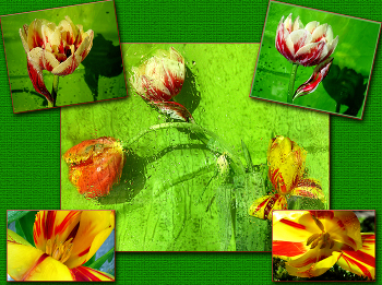 Весенние тюльпаны / весна