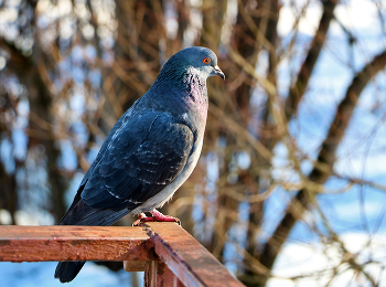 Наблюдатель / ***