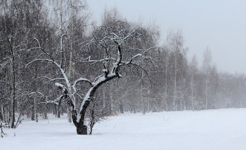 Графика зимы! / Зимний пейзаж!