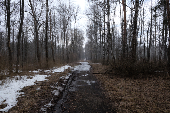 Аллея в парке / Парк Мазурино, Витебск.