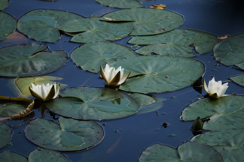 Водяные цветы / Водяные цветы