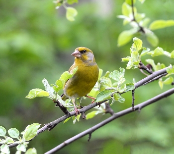 Зеленушка / весна, птицы