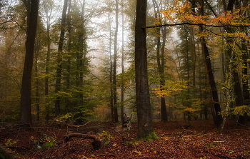 Вспоминая осень... / Осенний лес утром . Пейзаж