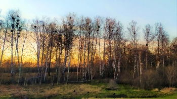 Грачи прилетели / Всё в порядке. Они прилетели. Жизнь идёт своим чередом.