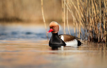 Красноносый нырок. / Самец красноносого нырка.