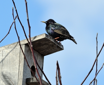 Скворцы прилетели / весна, птицы