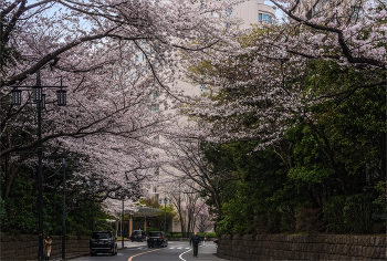 В Токио пришла весна / На предыдущей фотографии веточка с однй из этих сакур.