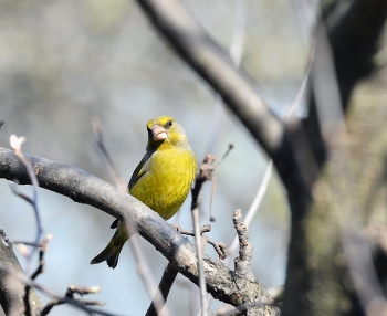 Зеленушка / весна, птицы